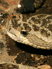 great basin rattlesnake range